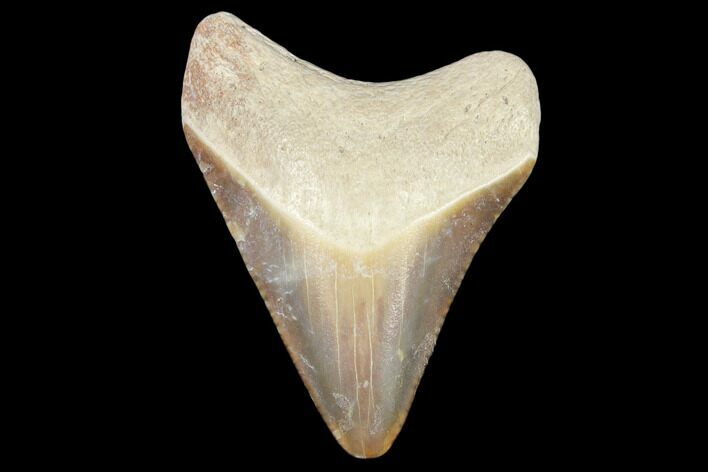 Fossil Megalodon Tooth - Florida #103356